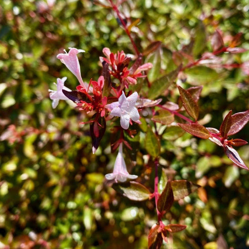 Abelia x grandiflora #3