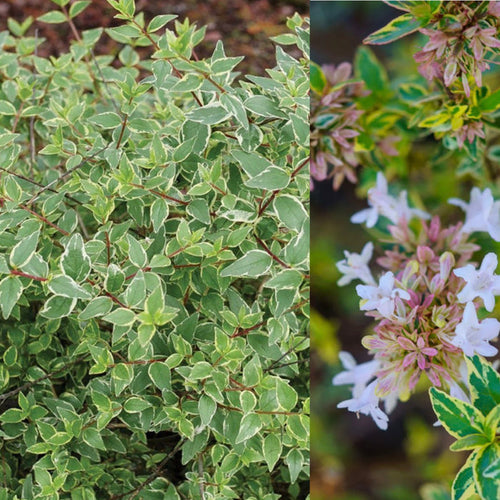 Abelia x Mucho Gusto #3