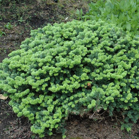 Abies balsa nana #3