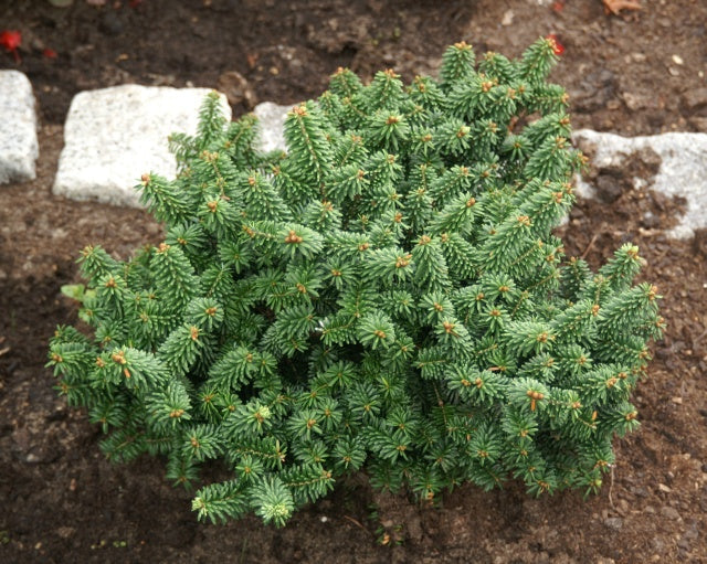 Abies balsa Piccolo #3