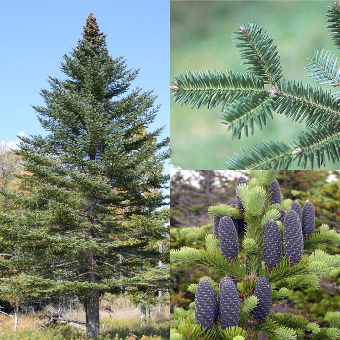 Abies balsamea #3