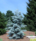 Abies concolor Blue Cloak 4'