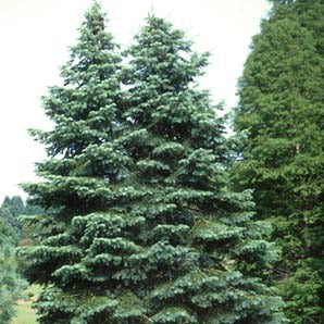 Abies concolor Blue Select 4' ht