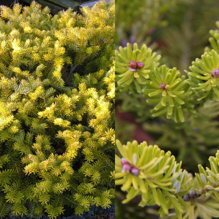 Abies koreana Golden Glow #3