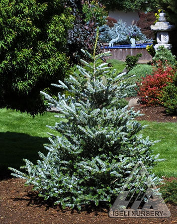 Abies koreana Hortsmann's Silberlocke #10