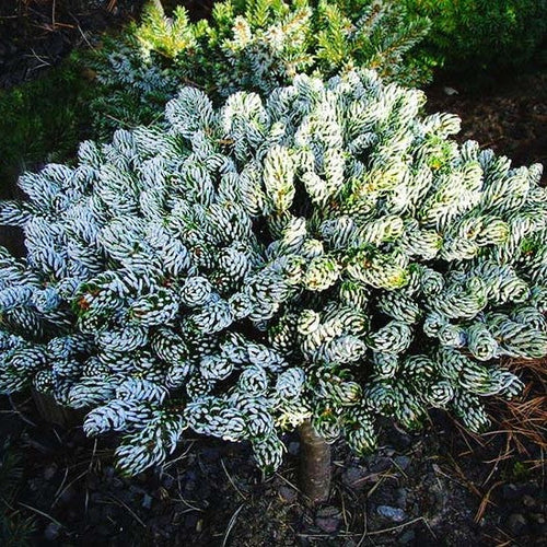 Abies koreana Ice Breaker #3