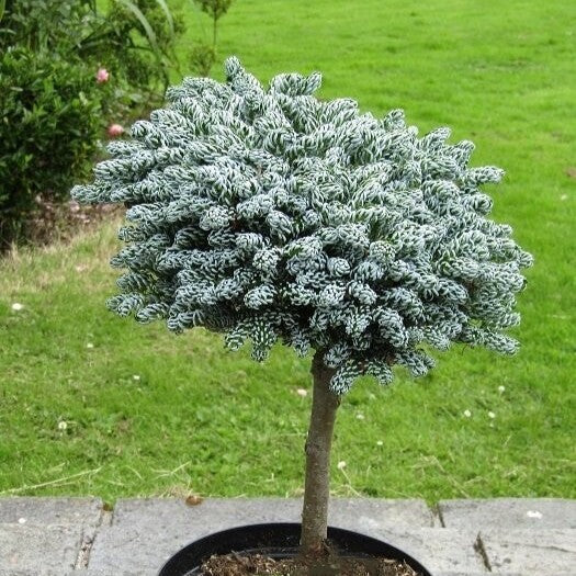 Abies koreana Ice Breaker std #2