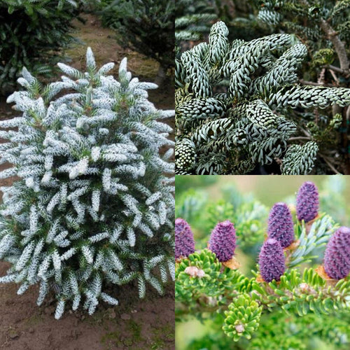 Abies koreana Silver Show #6