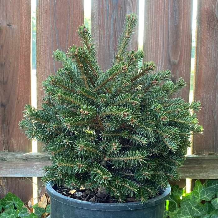 Abies nord Arne's Dwarf #3