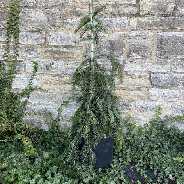 Abies nord pendula #6