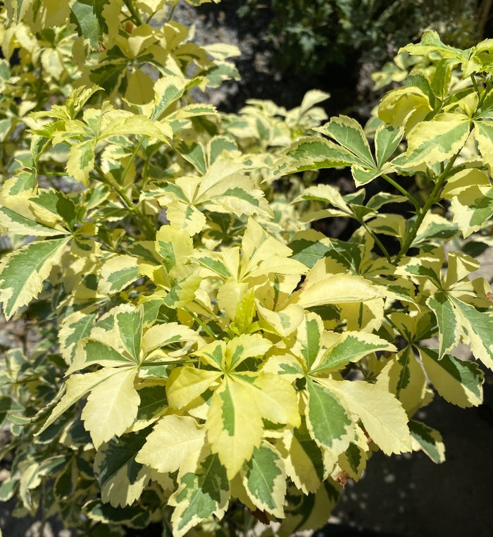 Acanthopanax s Variegatus #3