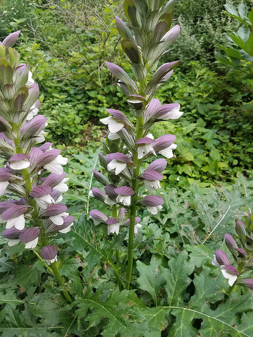 Acanthus hungaricus #1