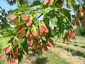 Acer g Ruby Slippers #15