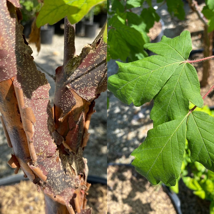 Acer griseum #5 TF