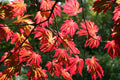 Acer jap Aconitifolium #3