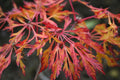 Acer jap Fairy Lights #3