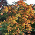 Acer jap Green Cascade #3