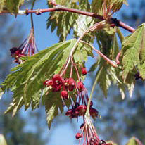 Acer jap Vitifolium #6