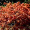 Acer palm Baby Lace #5