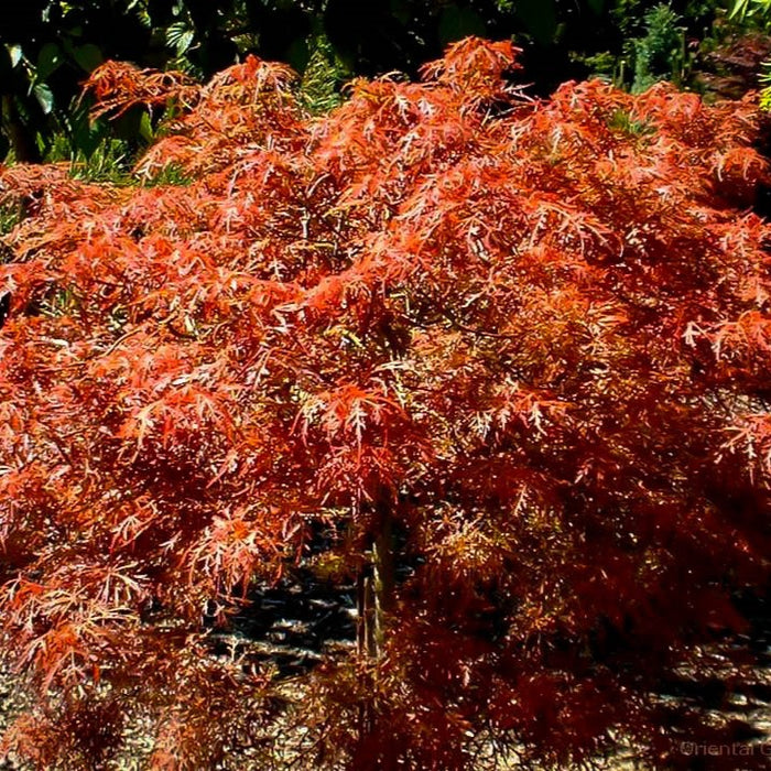 Acer palm Baby Lace #5