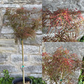 Acer palm Baby Lace std #2
