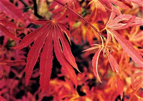 Acer palm Beni shi en #3