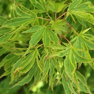 Acer palm Dr Seuss #7