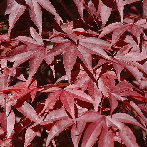 Acer palm Dragon Tears #7