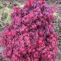 Acer palm Elizabeth #3