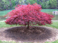 Acer palm Ever Red #7