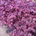 Acer palm Fireglow #5