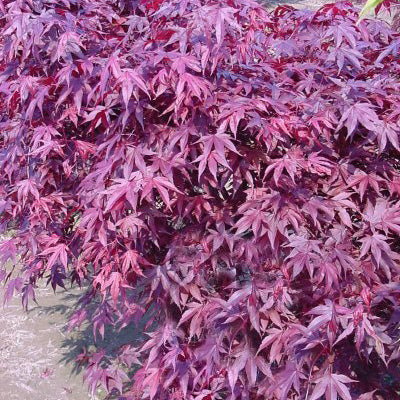 Acer palm Fireglow #5