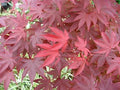 Acer palm Hefner's Red 5'ht