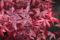 Acer palm Hime Shojo #6