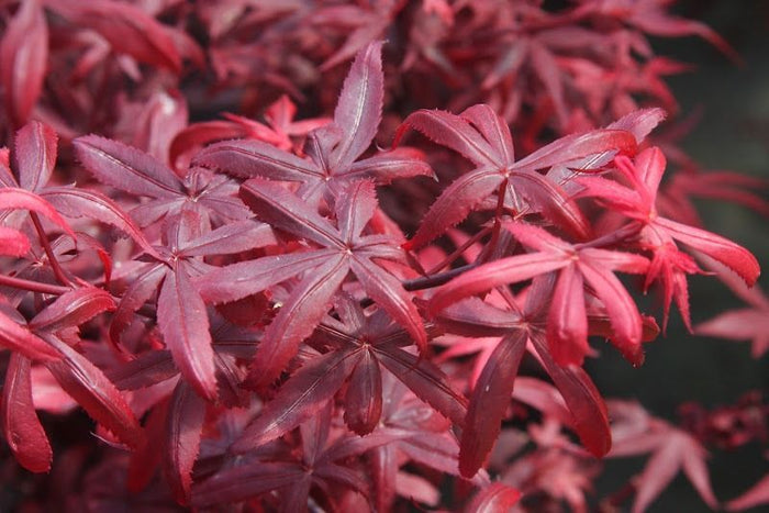 Acer palm Hime Shojo #6