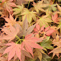 Acer palm Iijima sunago #6