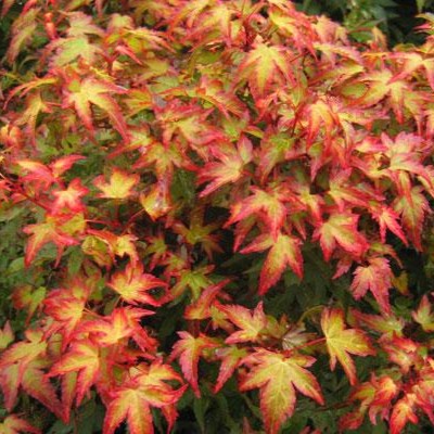 Acer palm Kiyohime #5