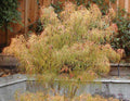 Acer palm Koto-No-Ito #10
