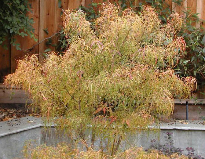Acer palm Koto-No-Ito #6