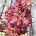 Acer palm Kurenai jishi #7