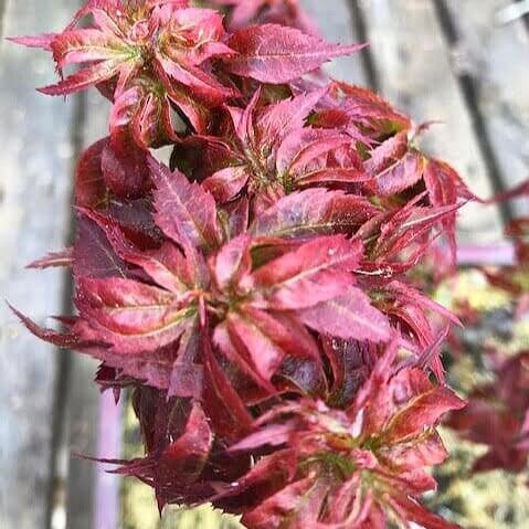 Acer palm Kurenai jishi #7