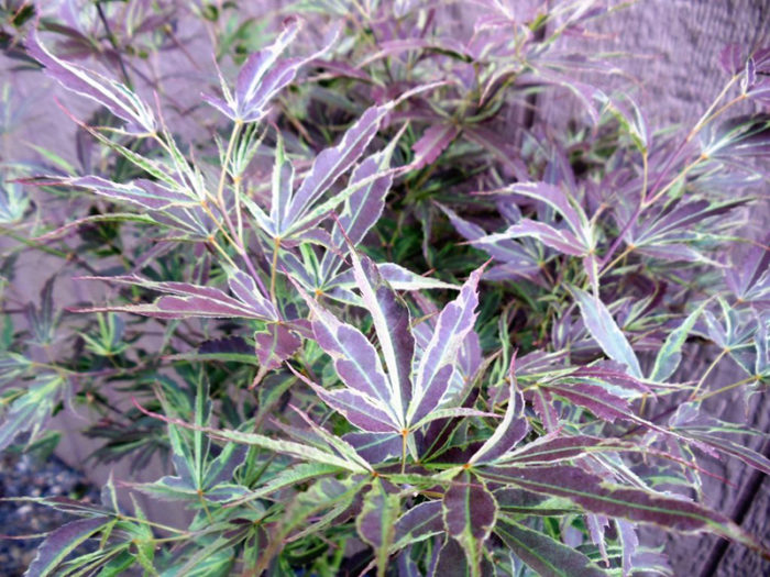 Acer palm Manyo no sato #5