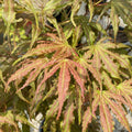 Acer palm Mikazuki #5