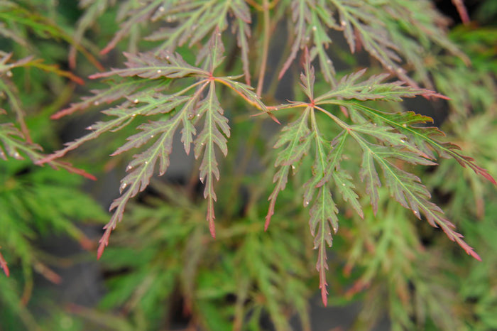 Acer palm Orangeola 24"spd