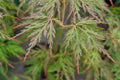 Acer palm Orangeola #6