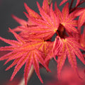 Acer palm Phoenix #3