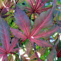 Acer palm Purple Ghost 4'