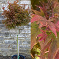 Acer palm Shaina  std #5