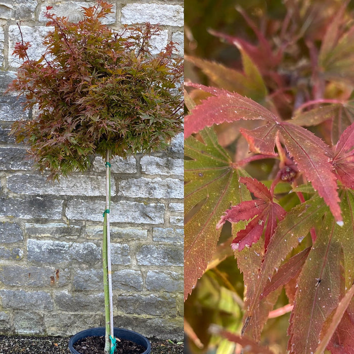 Acer palm Shaina  std #5