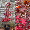 Acer palm Sherwood Flame #6